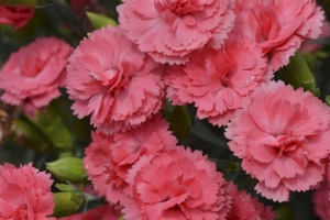 Dianthus 'Classic Coral' 